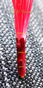  Calyx, Corolla and Stamens